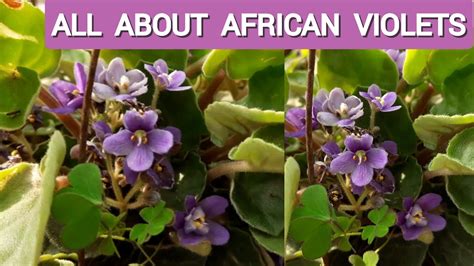 violette youtube|african violets youtube.